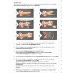 Extenseur pénien Pumped – Image 11