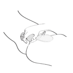 Vibromasseur – design ergonomique – SANYA violet Shunga – Image 6